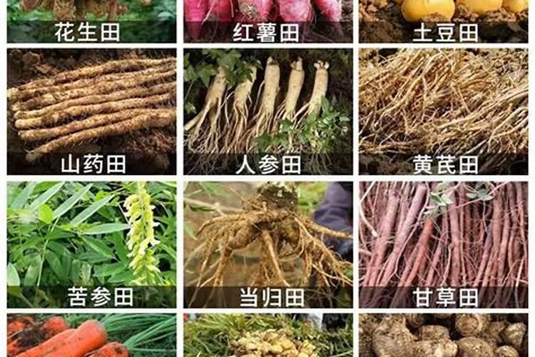 怎样防治红薯地下害虫？