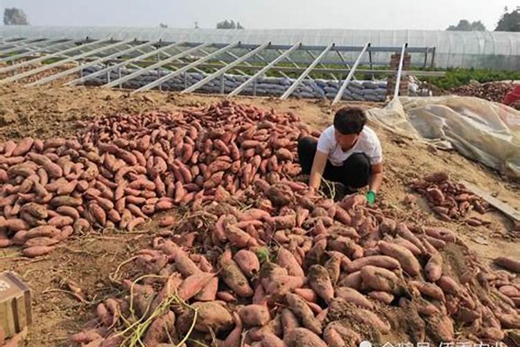 红薯地下害虫专用药