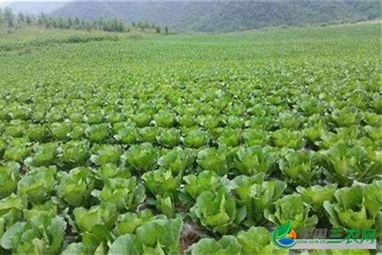 大白菜怎么做好水肥管理