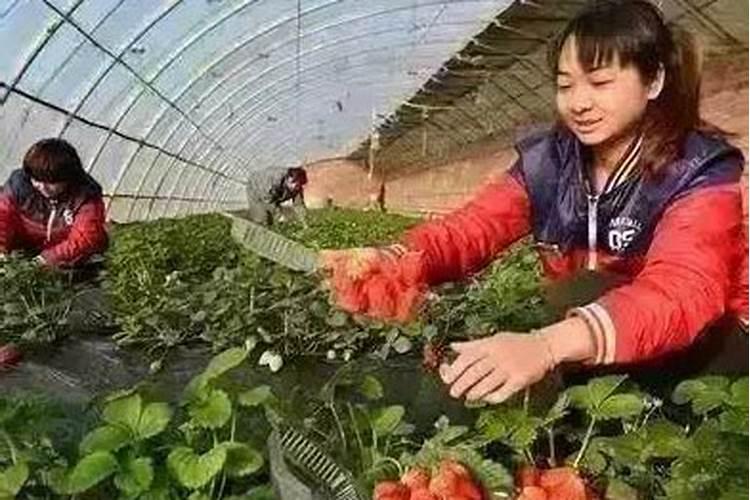 高产的草莓品种有哪些