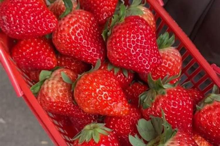 草莓🍓上用磷酸二氢钾有什么好处？
