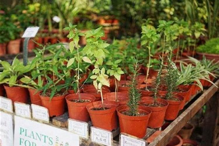 花卉叶面肥多久喷一次