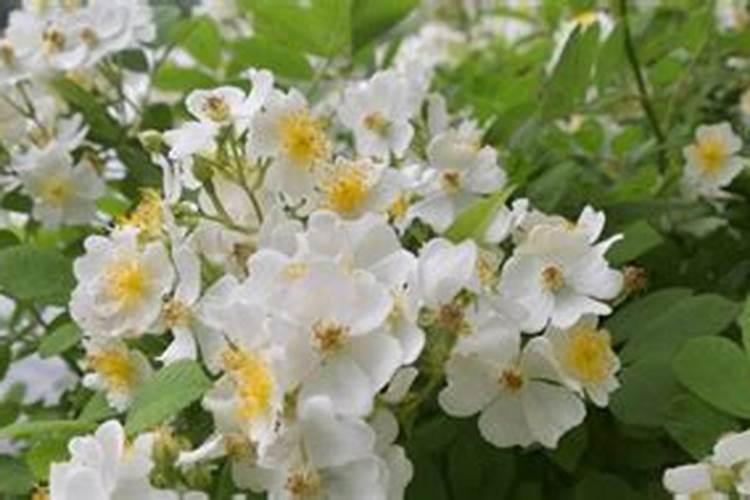 蔷薇花施肥最佳时机