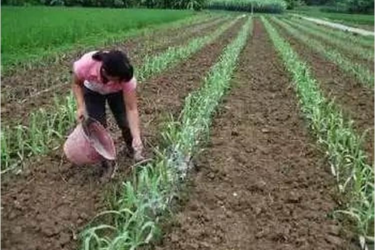 如何在甘蔗上正确使用生物肥