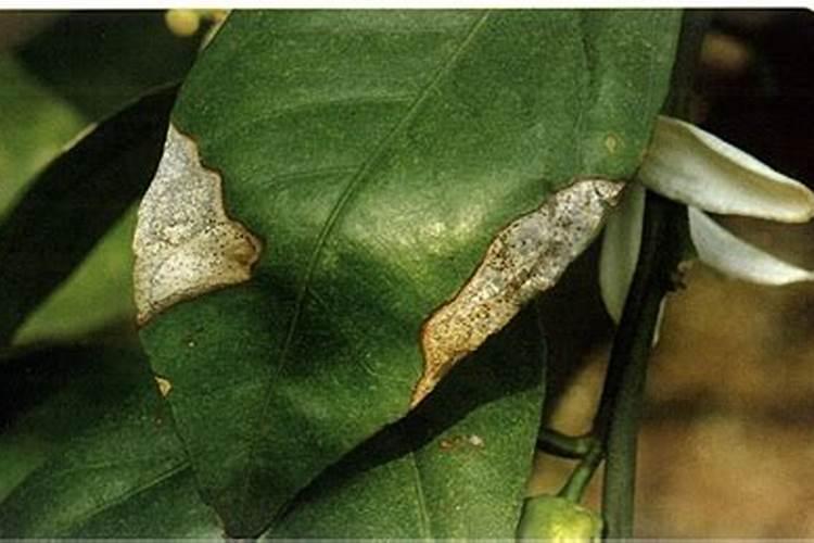 柑橘苗期施什么肥料