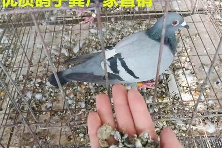 树下堆积着鸟粪扩句