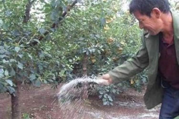 果树叶面喷肥注意事项,果树喷叶面肥有用吗