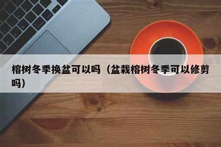榕树盆景怎么养 榕树盆景怎么养呢