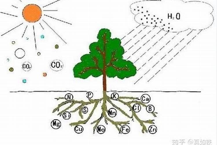 植物吸收二氧化碳,放出氧气,那么植物呼吸氧气吗？植物种子在土壤里吸收水...