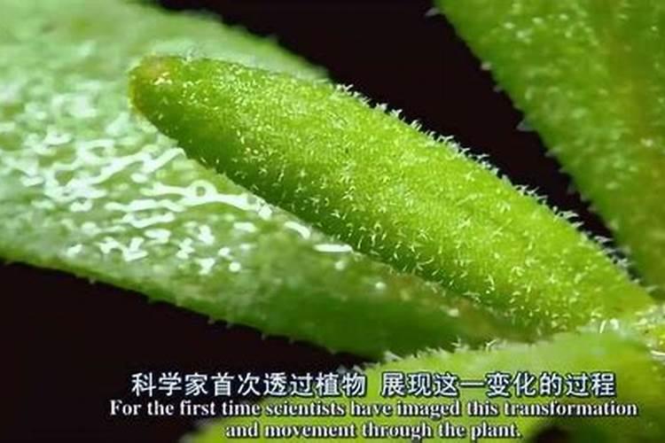 蔬菜正常生长需要哪些元素？