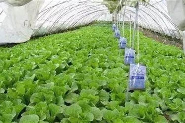 利用二氧化碳施肥的方法有哪些