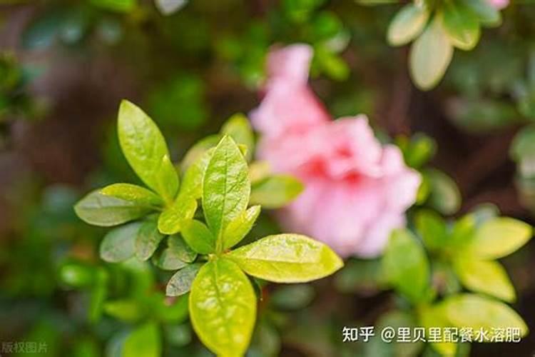 冬季杜鹃花的养殖方法和注意事项