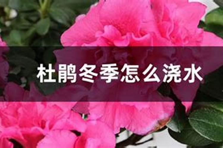 冬季杜鹃花的养殖方法和注意事项 盆栽