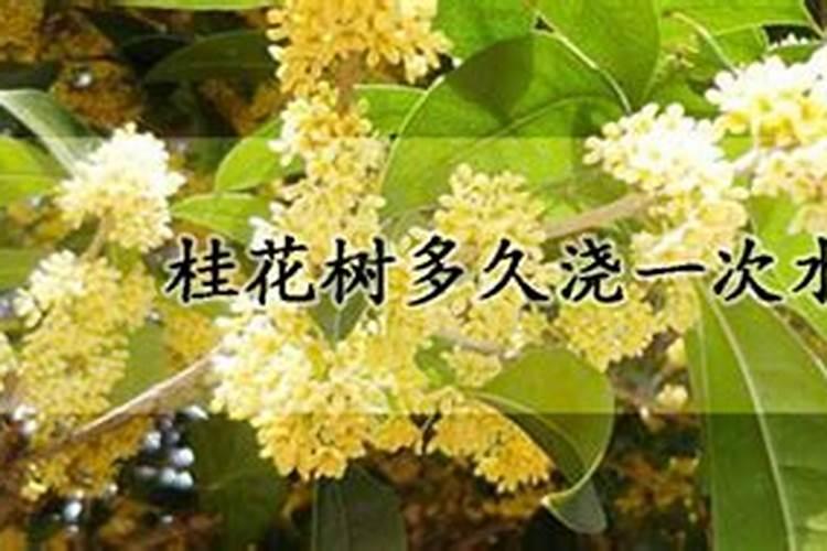 新移栽的桂花树多久浇一次水