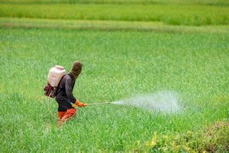 打完除草剂多久可以打叶面肥