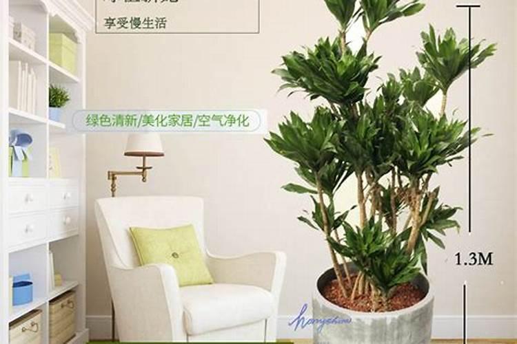 太阳神花怎么养殖长得好看