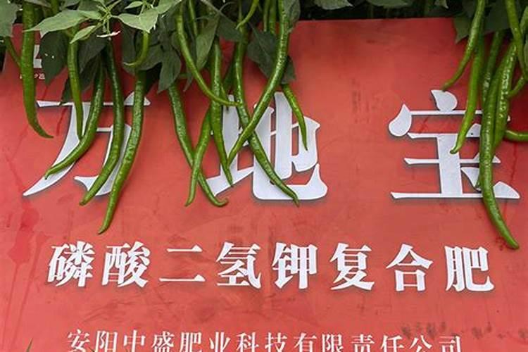硫酸钾复合肥撒在辣椒上叶子上叶子黄吗？