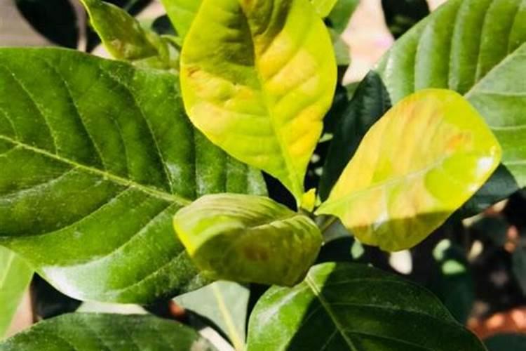 钾肥是什么肥料 植物缺少钾肥会怎么样