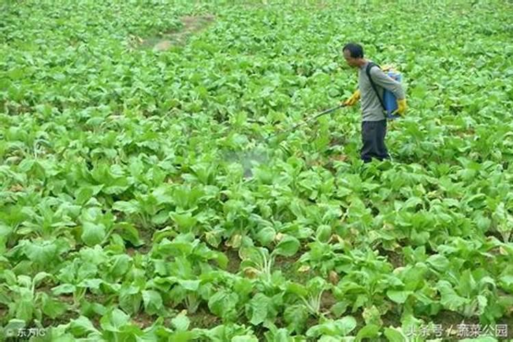 硫酸亚铁是叶面肥吗'三角梅墨兰丁香黑金刚能喷施吗