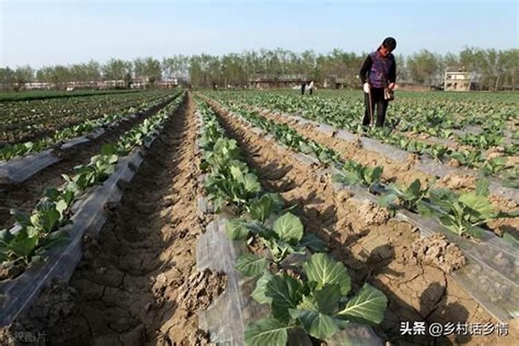 不宜在蔬菜上用的肥料有哪几种
