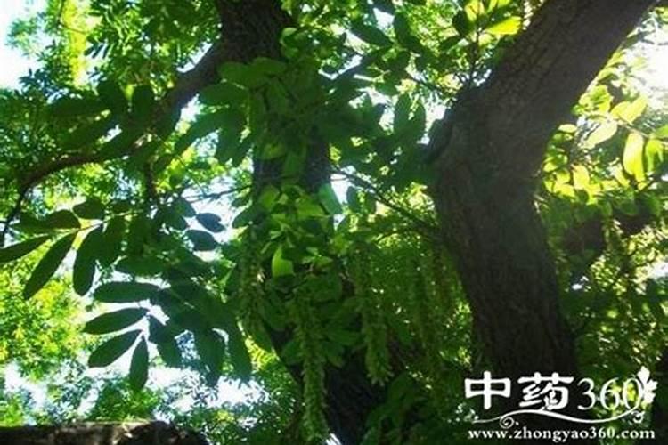 大叶柳的植物价值