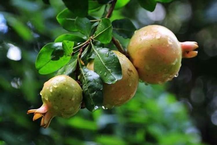 为什么石榴树光长叶子不开花？