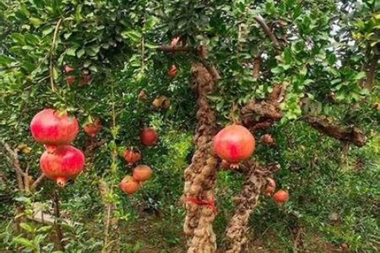 石榴树不开花是什么原因