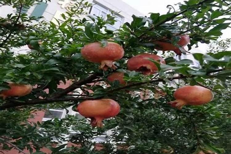 石榴树不开花是什么原因