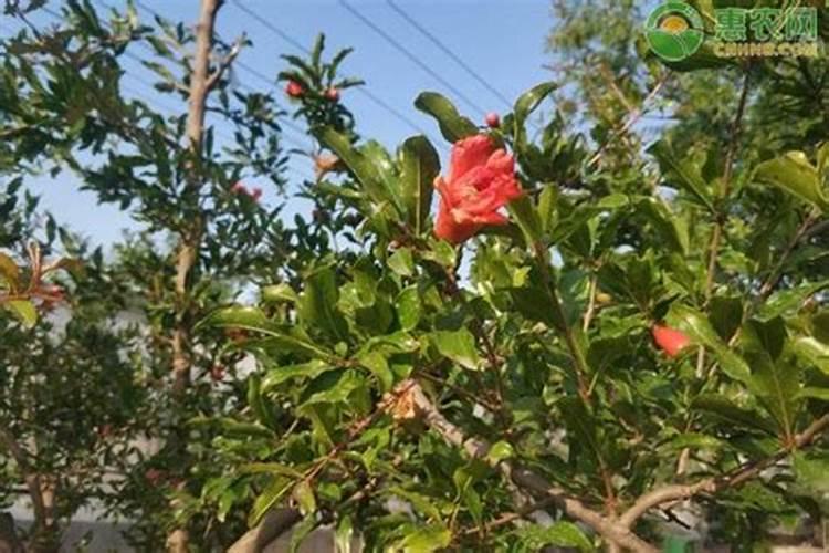 ？石榴树不开花是什么原因 石榴树不开花怎么办