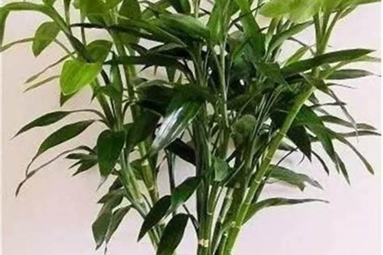 葡萄施什么肥料可开花结果多(葡萄树苗全年施肥一览表)