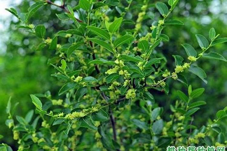 枣树开花结果初期施什么肥