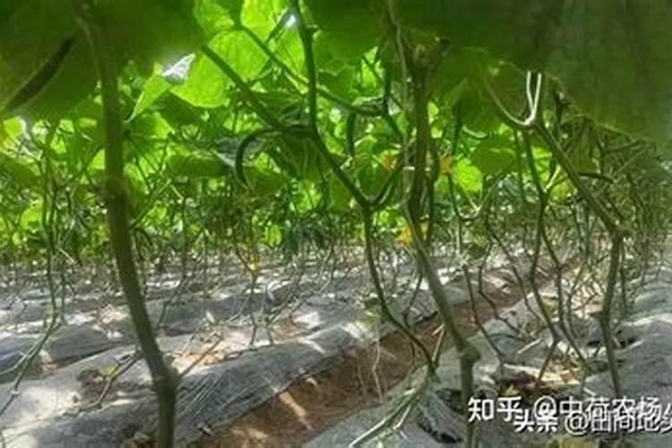 黄瓜定植期用什么肥效果好