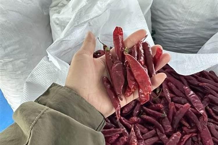 种植朝天椒的时候,都有哪些注意事项呢？