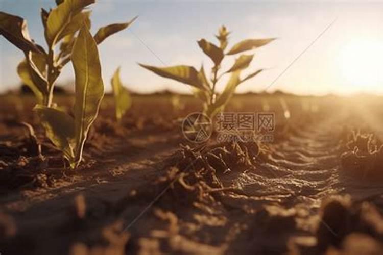 大葱什么时候种植？用什么肥料最好？注意事项有哪些？