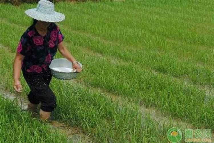 下雨天给玉米撒尿素(化肥)效果咋样？