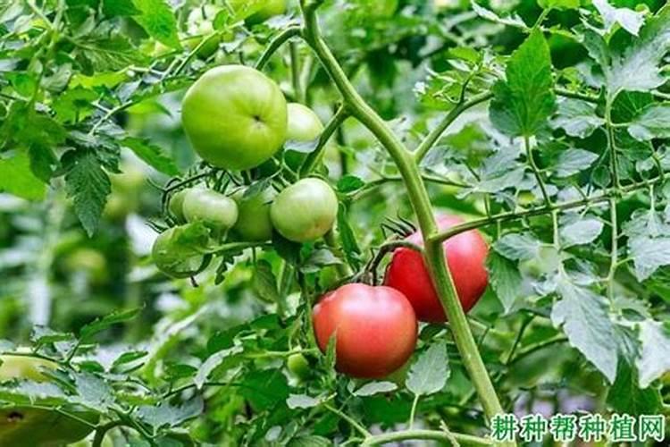 西红柿苗打什么叶面肥叶子油亮