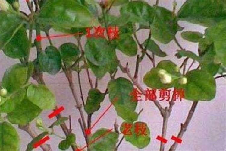 怎么把栀子花种活？