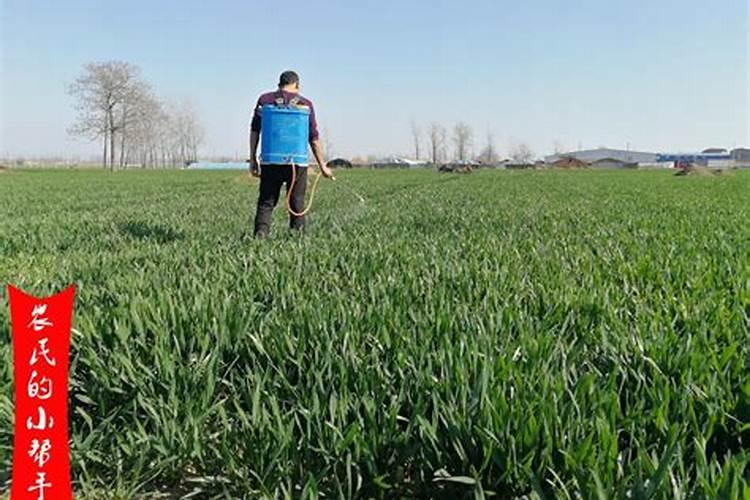 小麦扬花后几天打叶面肥好