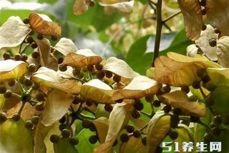 黄瓜怎么提龙头快