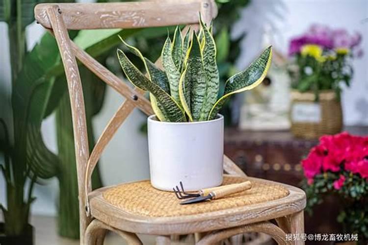 复合肥养花兑水好还是埋土好