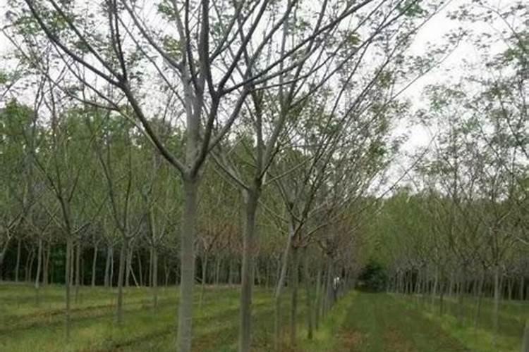 猕猴桃的种植方法