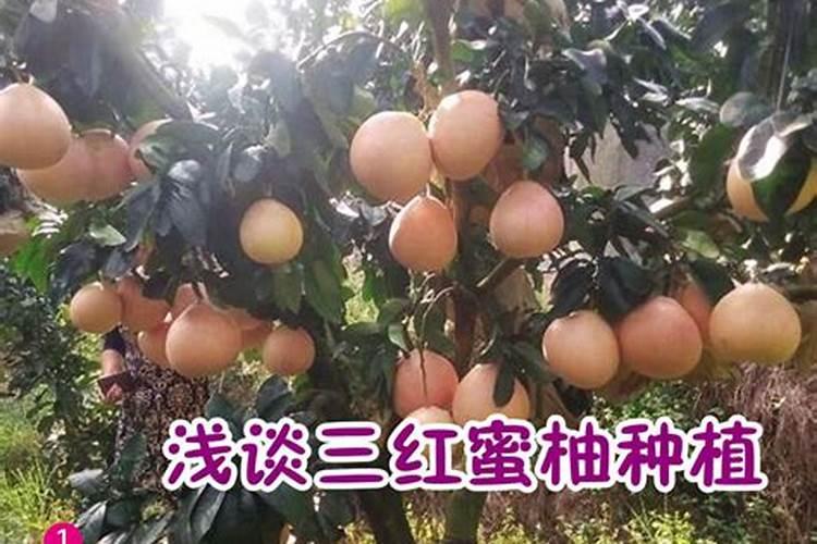 三红柚子苗种植方法？