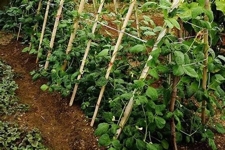 豆角用什么肥料效果好(种植豆角结果期需要什么叶面肥)
