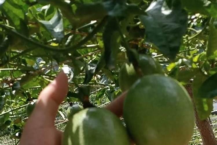 广西种植百香果用什么肥料能够果多？