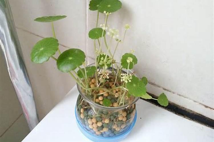 我的铜钱草怎么越养越不行了