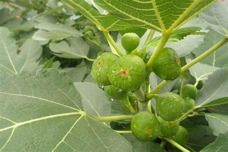 无花果种植技术是什么？