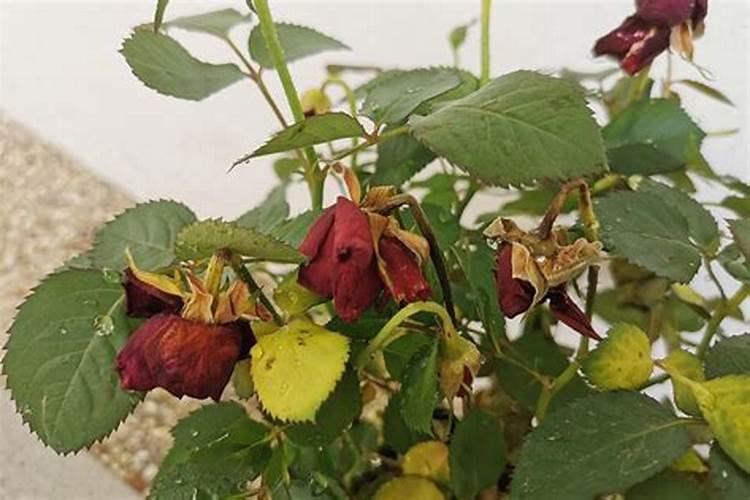 月季花苞没开就枯萎了是什么原因
