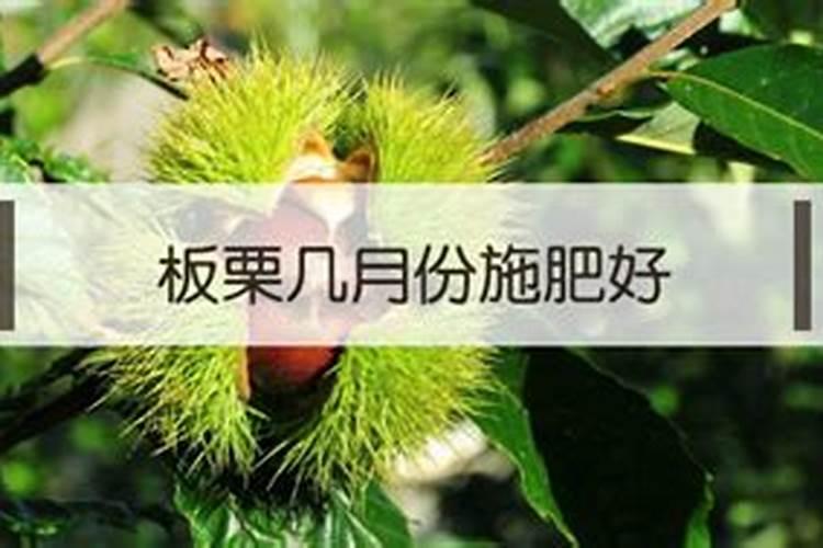 板栗树最适合哪时候施肥 板栗树什么时候施肥