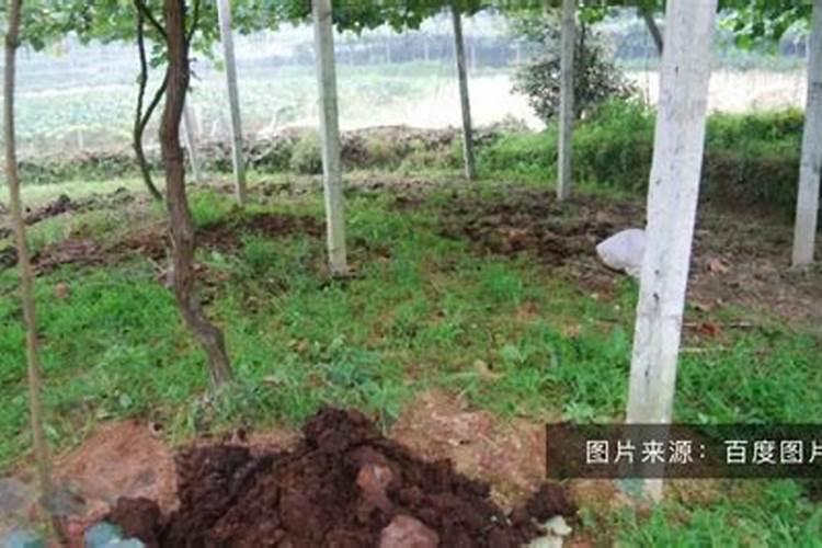 阳光玫瑰萌芽期用肥