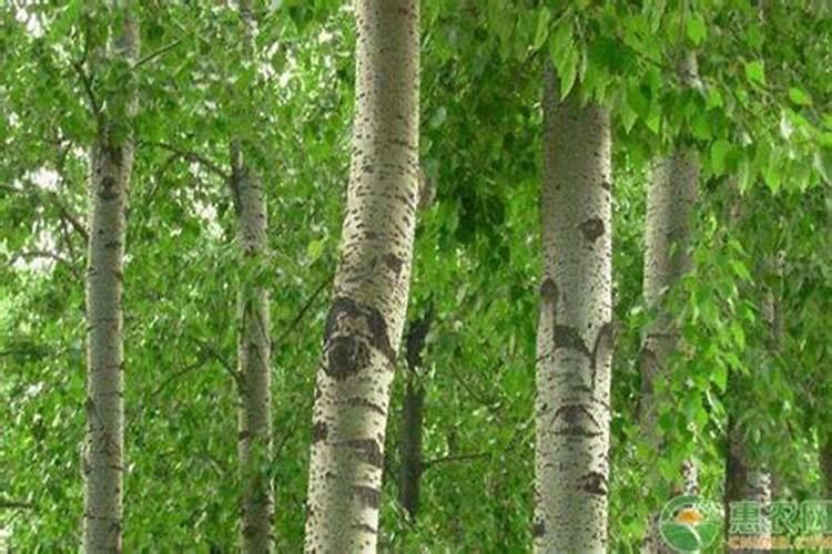杨树什么时候施肥最好？